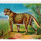 ~ leopardi, isokokoinen-nelkku, 17 x 12 cm ~ - pikkukuva 1