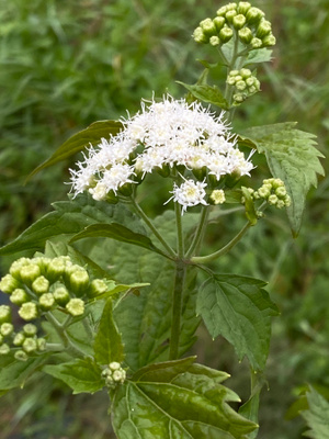 Isovalkolatva (Ageratina altissima), siemeniä 50 kpl