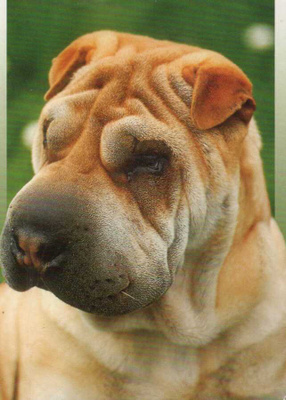 SHAR PEI POSTIKORTTI