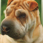 SHAR PEI POSTIKORTTI - pikkukuva 1