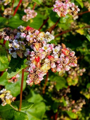 Tattari (Fagopyrum esculentum), siemeniä 50 kpl