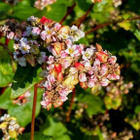 Tattari (Fagopyrum esculentum), siemeniä 50 kpl - pikkukuva 1