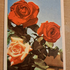 kukkakortti, ruusuja, kulkenut käsipostissa 1961 - pikkukuva 1