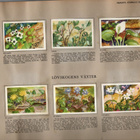 Ikivanha  UR SVERIGES FLORA. Ruotsin kasvistoa. - pikkukuva 5