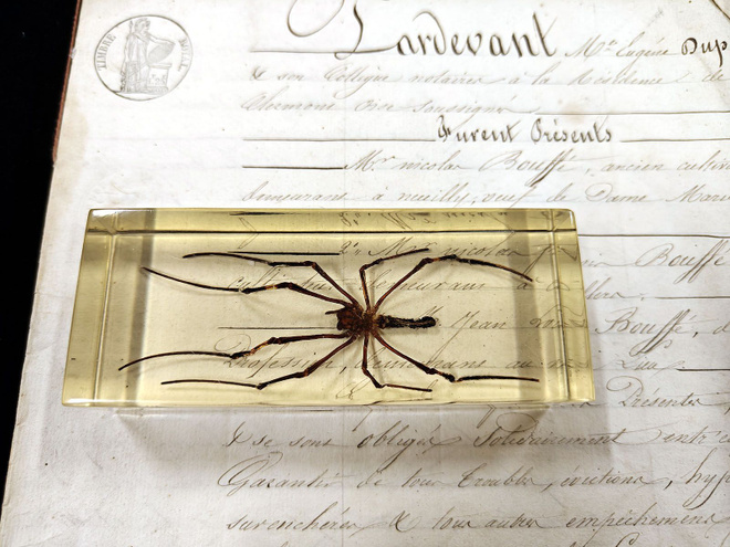 Natura Obscura – Entomologinen näyte no. 404