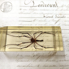 Natura Obscura – Entomologinen näyte no. 404 - pikkukuva 1