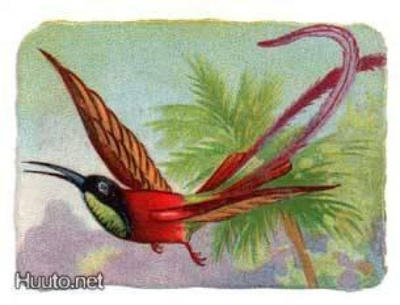 WANHA NELKKU / Värikäs kolibri. 1900-l:n alku.