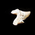 Fossiilinen Otodus obliquus -hainhammas, Marokko - pikkukuva 3