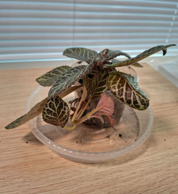 Episcia / Kuparilehti