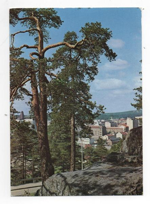 Lahti: Mänty harjulla