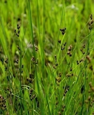 Suolavihvilä (Juncus gerardii), siemeniä 100 kpl