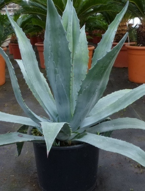 Jättiagave (Agave americana), siemeniä 10 kpl