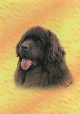 NEWFOUNDLANDINKOIRA POSTIKORTTI