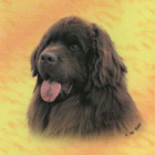 NEWFOUNDLANDINKOIRA POSTIKORTTI - pikkukuva 1