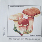 2FDC Makedonia 1997: luonto - sieniä - pikkukuva 3