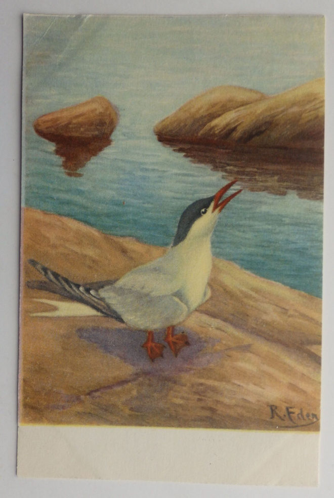 R. Frilander Kalatiira