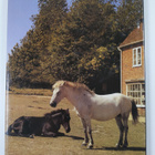 Angela Sayer : The world of horses - pikkukuva 2