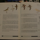 Handbook of shooting the sporting shotgun - pikkukuva 2