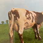 PINK FLOYD: ATOM HEART MOTHER - pikkukuva 1