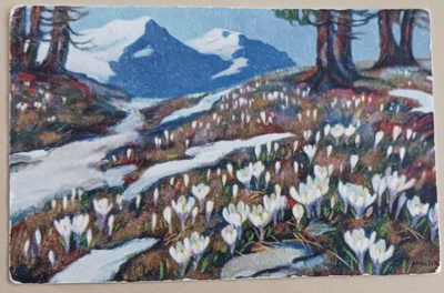Krookukset punkeavat esiin pälvien seasta, p. 1927