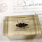 Natura Obscura – Entomologinen näyte no. 311 - pikkukuva 3