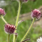 Tunturikallioinen (Erigeron uniflorus), siemeniä 50 kpl - pikkukuva 4