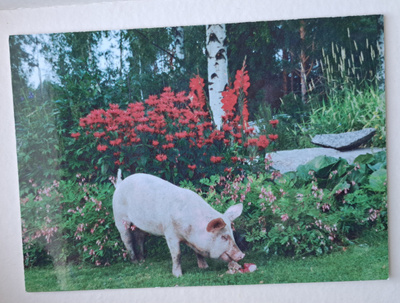 Eläinkortti, possu syö nurmikolla, uusi kortti