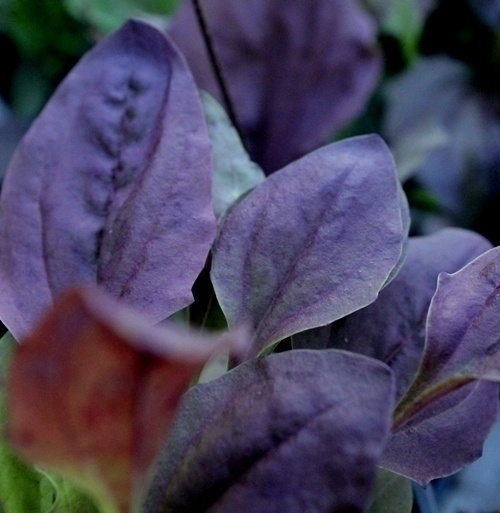 Purppuraratamo , siemeniä 50 kpl
