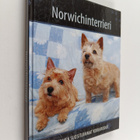 Norwichinterrieri - pikkukuva 1