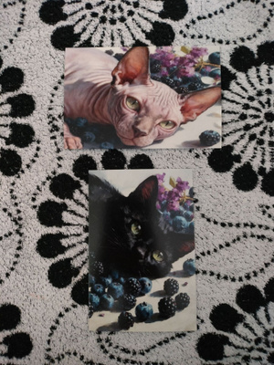 ~Kissa kortti~ 2kpl