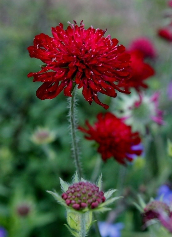 Etelänruusuruoho (Knautia macedonica), siemeniä 30 kpl