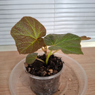 Begonia Boomer - pikkukuva 1