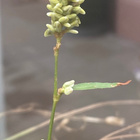 Ukontatar (Persicaria lapathifolia), siemeniä 40 kpl - pikkukuva 2