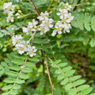 Pilvihelmipihlaja (Sorbus frutescens), siemeniä 30 kpl - pikkukuva 1
