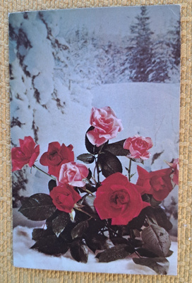 Kukka-asetelma lumessa, kulkenut 1968