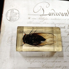 Natura Obscura – Entomologinen näyte no. 336 - pikkukuva 3