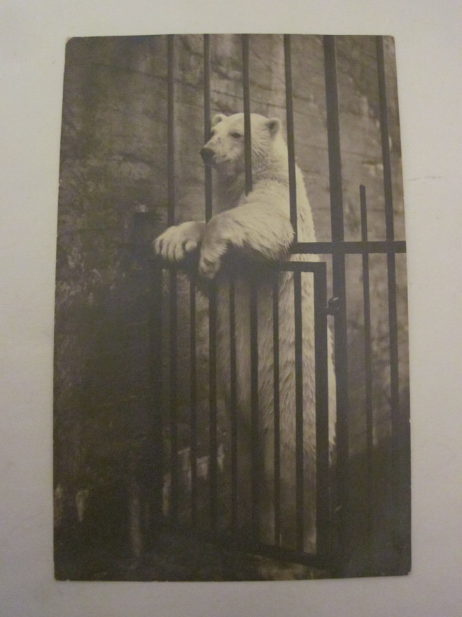 VANHA Postikortti Helsinki Korkeasaari Karhu 1920-luku