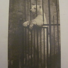 VANHA Postikortti Helsinki Korkeasaari Karhu 1920-luku - pikkukuva 1