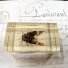 Natura Obscura – Entomologinen näyte no. 346 - pikkukuva 3