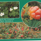 Postikortti, POHJOLAN KASVIT, Hilla/Lakka/Muurain - pikkukuva 1