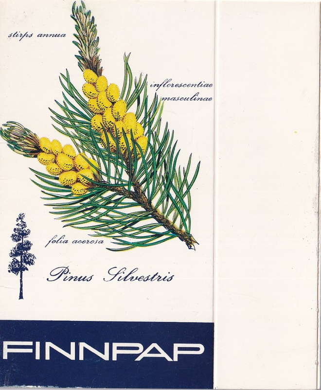 FINNPAP,  Pinus  Silvestris , aski , aihio.  b446