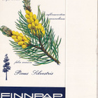 FINNPAP,  Pinus  Silvestris , aski , aihio.  b446 - pikkukuva 1