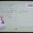 Koira beaglenpentu istuu vadissa, kulkenut käsipostissa - pikkukuva 2