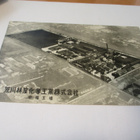 Japani Imafuku plant * - pikkukuva 1