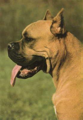 BOKSERI POSTIKORTTI