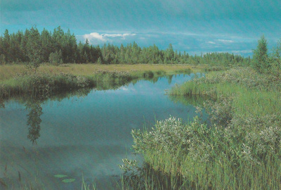POSTIKORTTI  Maailman Luonnon Säätiö, Panda-tunnus WWF