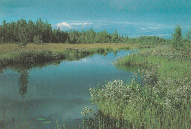 POSTIKORTTI  Maailman Luonnon Säätiö, Panda-tunnus WWF