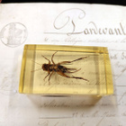 Natura Obscura – Entomologinen näyte no. 362 - pikkukuva 3