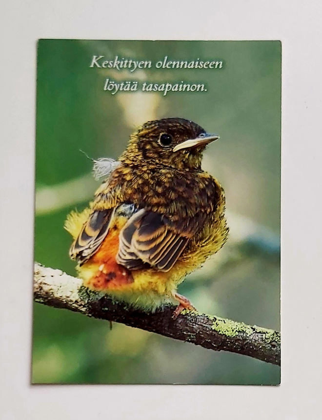"Leppälintu"-KULKEMATON POSTIKORTTI