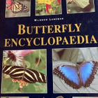 LANDMAN: BUTTERFLY ENCYCLOPEDIA - pikkukuva 1